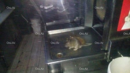 Siçan aşkarlanan “Sofra” restoranı ilə bağlı QƏRAR VERİLDİ - FOTO