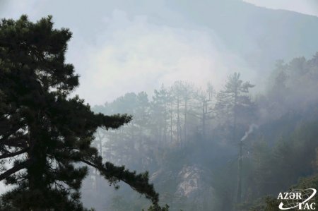 Muğla şəhərinin Sazak kəndində meşə yanğıları davam edir