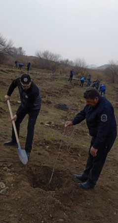 Zəngilanda ağacəkmə tədbiri keçirilib